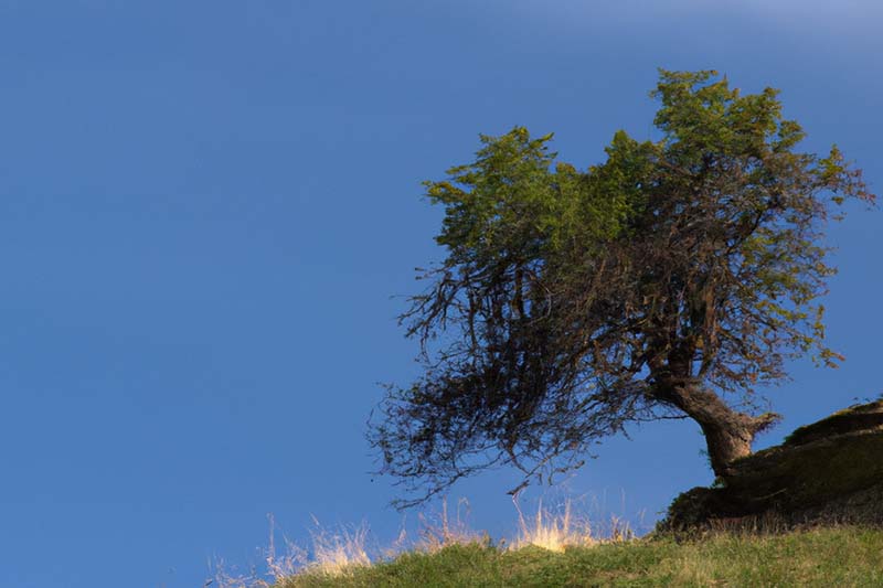 Ein alter Baum am Hand versucht sich immer auszurichten und wächst irgendwann senkrecht nach oben. (AI-Dall-E)