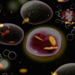 Zellversorgung im Körper, dargestellt durch Zellen, die von Micronährstoffen umgeben sind. (AI Dall-E plus Foto P. Leins; Collage in Photoshop; keine reale Aufnahme)